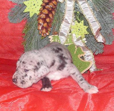 Iron-boss Vom White Temple