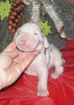 In Extremo Vom White Temple