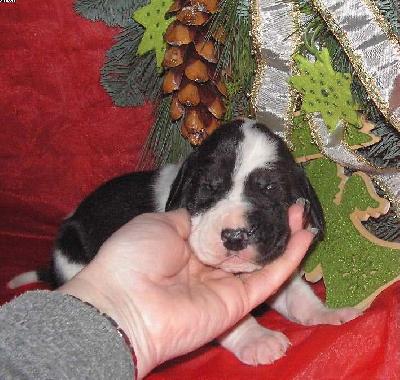 Ifigenia Vom White Temple