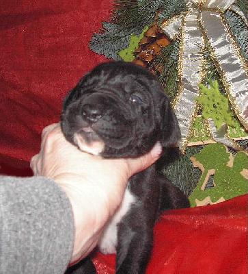 Ikana Vom White Temple