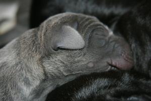 Aljoscha Von Den Elf Quellen