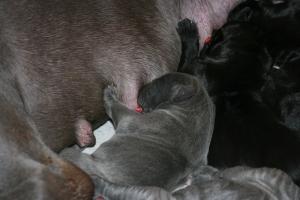 Amatus Von Den Elf Quellen