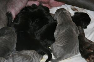 Annabell Von Den Elf Quellen