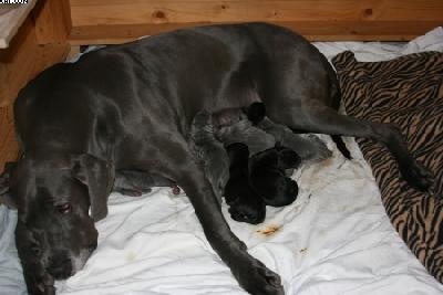 Ayana Von Den Elf Quellen