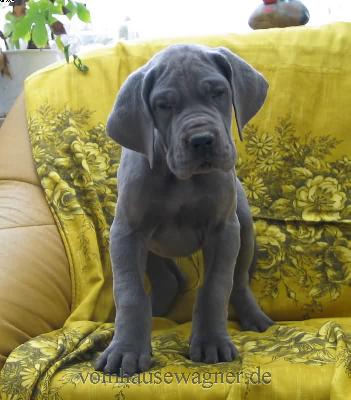 Nodus Vom Hause Wagner