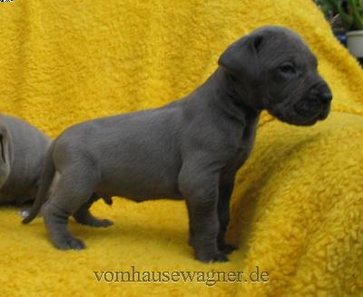 Nodus Vom Hause Wagner