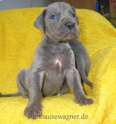 Nephron Vom Hause Wagner