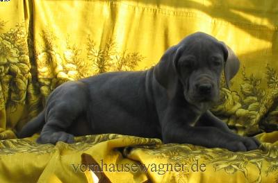 Nucha Vom Hause Wagner