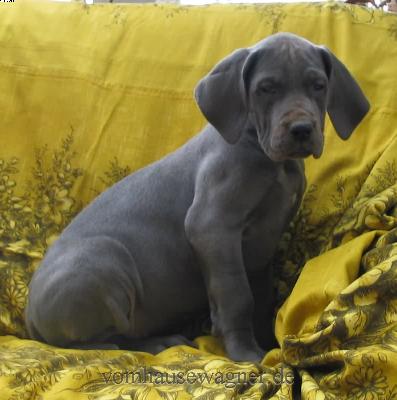 Nymphe Vom Hause Wagner