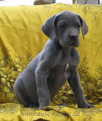 Niobe Vom Hause Wagner