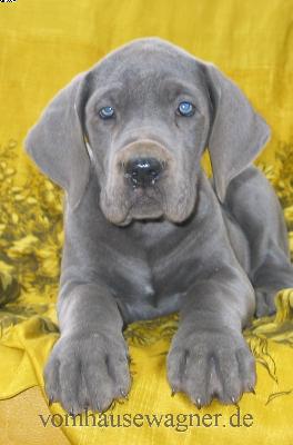 Neobiota Vom Hause Wagner