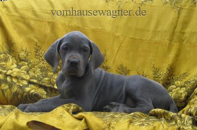 Neobiota Vom Hause Wagner