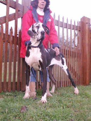 Bakoumba De La Grisonniere