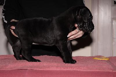 Goliath Vom Teuchelwald