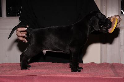 Grizzly Vom Teuchelwald