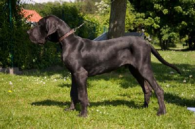 Grizzly Vom Teuchelwald