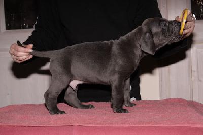 Goofy Vom Teuchelwald