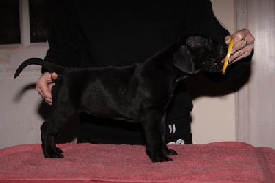 Galaxie Vom Teuchelwald