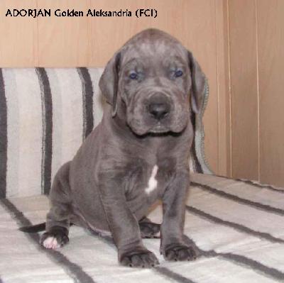 Adorjan Golden Aleksandria Fci