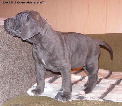 Anabelle Golden Aleksandria Fci