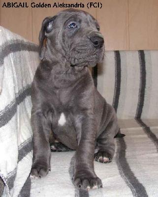 Abigail Golden Aleksandria Fci