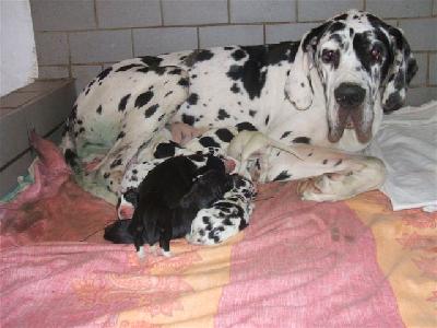 Chameur Von Schlesien