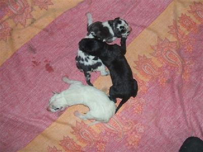 Chanin Von Schlesien