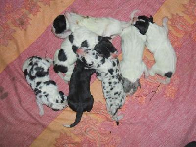 Carolina Von Schlesien