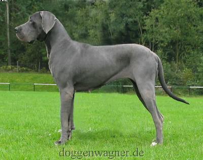 Morla Vom Hause Wagner