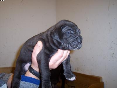 Santana Vom Wchterberg