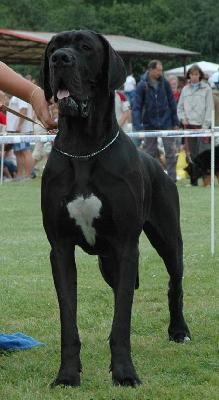 Faeton Claudia Bohemica