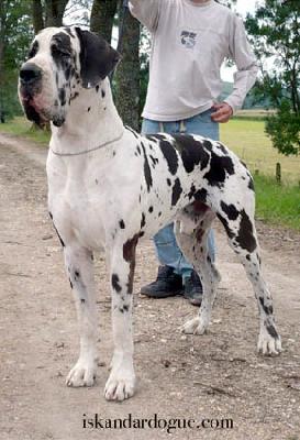 Ch Akbar D�iskandar