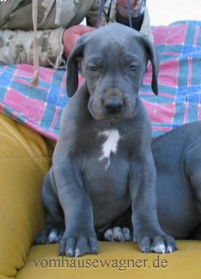 Olfactoria Vom Hause Wagner