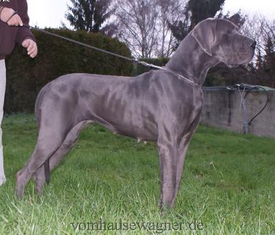 Ch Optica Vom Hause Wagner