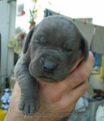 Ch Optica Vom Hause Wagner