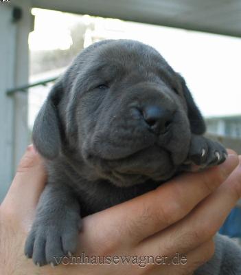 Oblongata-nanna Vom Hause Wagner