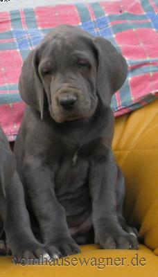 Oblongata-nanna Vom Hause Wagner