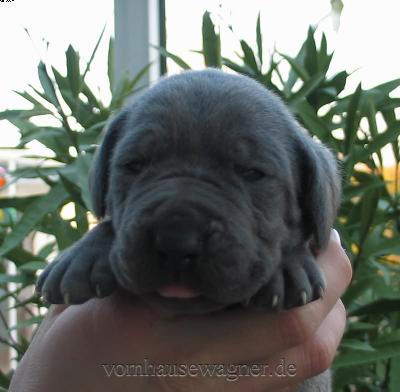 Onna Vom Hause Wagner