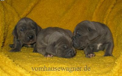 Pylorus Vom Hause Wagner