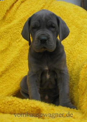 Pylorus Vom Hause Wagner