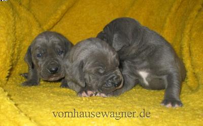 Pyramis Vom Hause Wagner