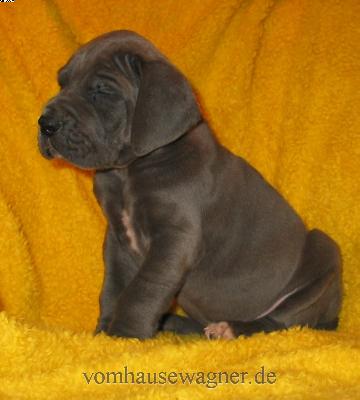 Pyramis Vom Hause Wagner