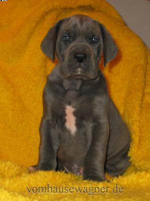 Pyramis Vom Hause Wagner