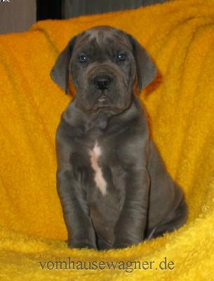 Plexus Vom Hause Wagner