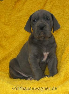 Pupilla Vom Hause Wagner