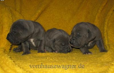 Plica Vom Hause Wagner