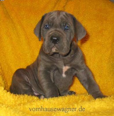 Pleura Vom Hause Wagner