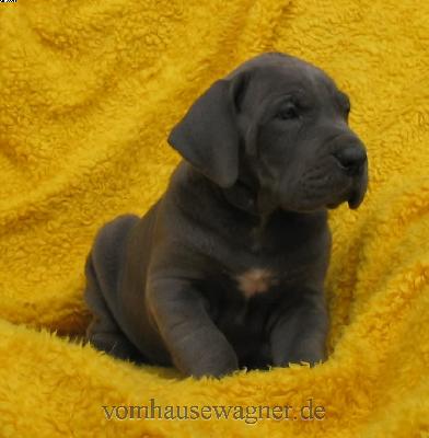 Pelvina Vom Hause Wagner