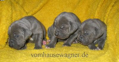 Pelvina Vom Hause Wagner