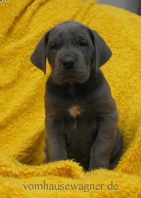 Pelvina Vom Hause Wagner